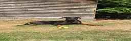 Dobermann dogs for sale: KC registered Dobermann puppies  - Advert 27