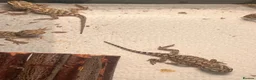 Dragon reptiles for sale: Baby Rankin's dragons  in Stoke-on-Trent - Advert 4