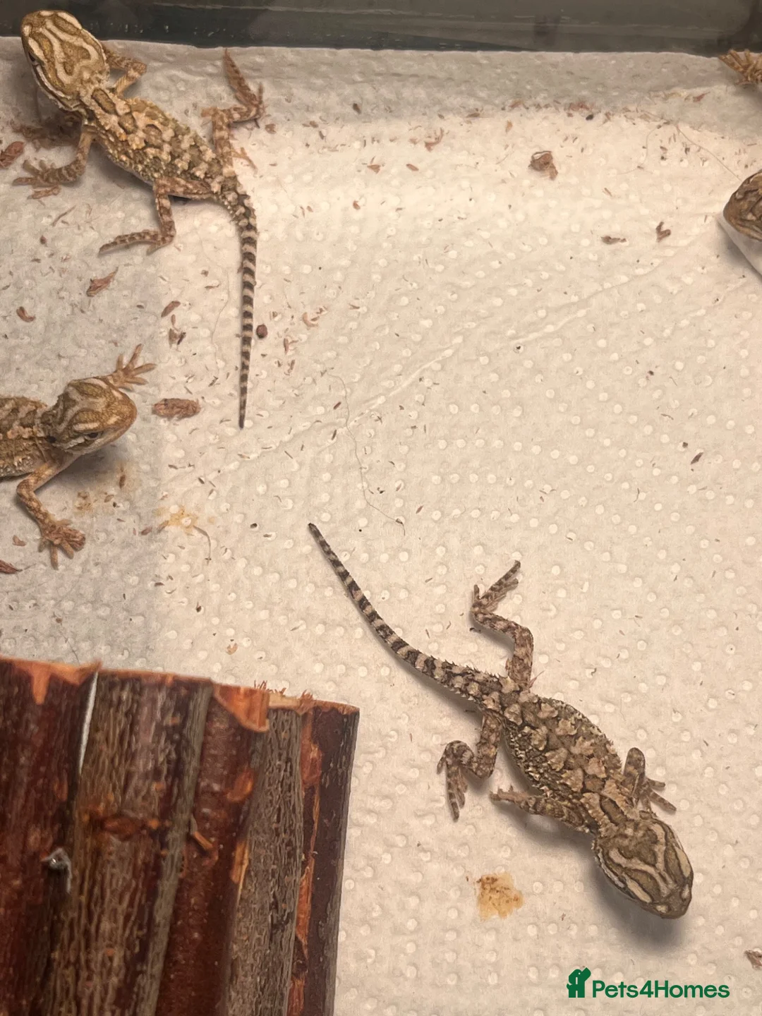 Dragon reptiles for sale: Baby Rankin's dragons  in Stoke-on-Trent - Advert 4