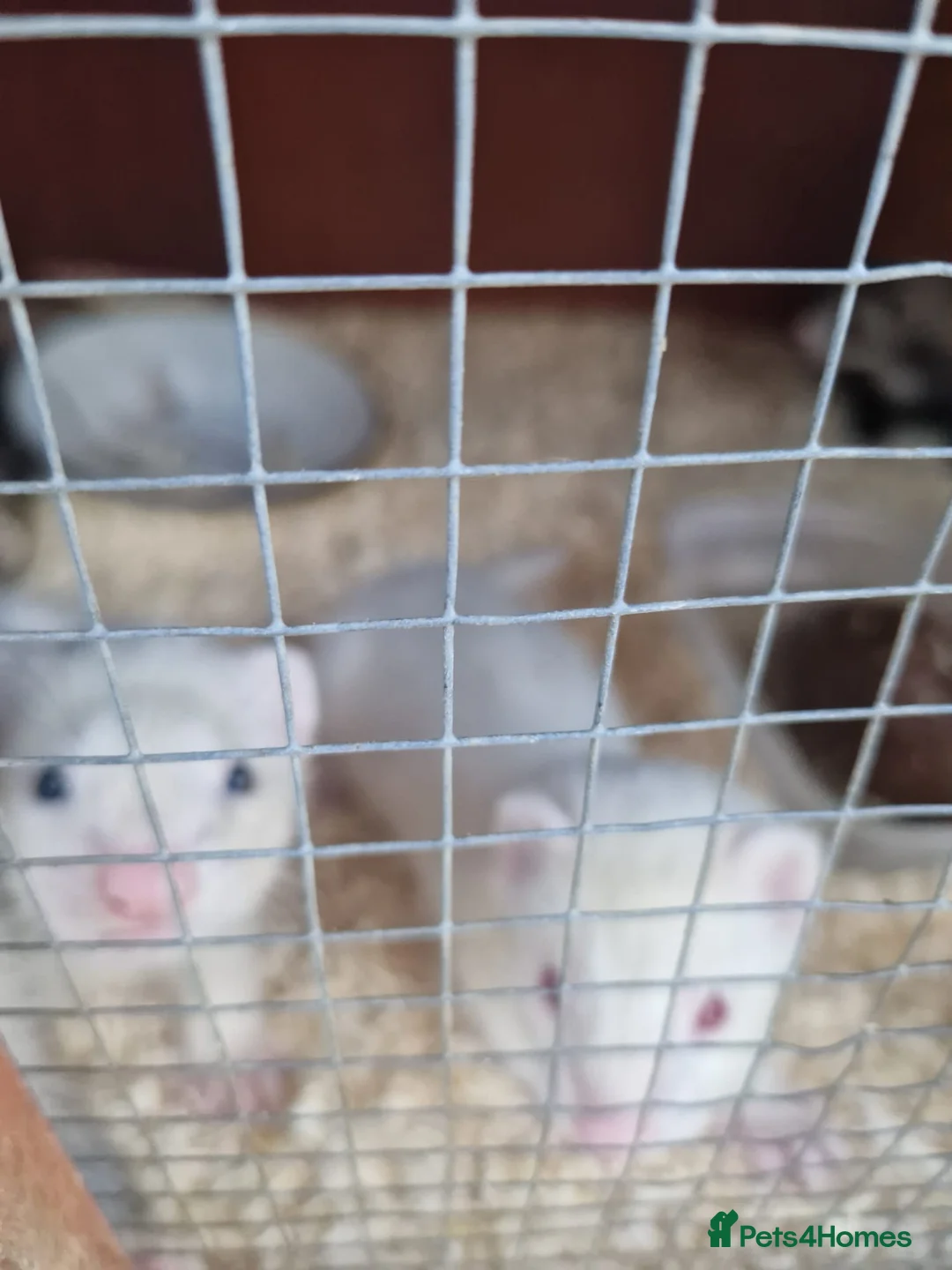 Ferret rodents for sale: 9 babies ferrets - Advert 2