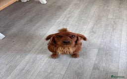 Cocker Spaniel dogs for stud: Working Red Cocker Spaniel Stud - Image 6