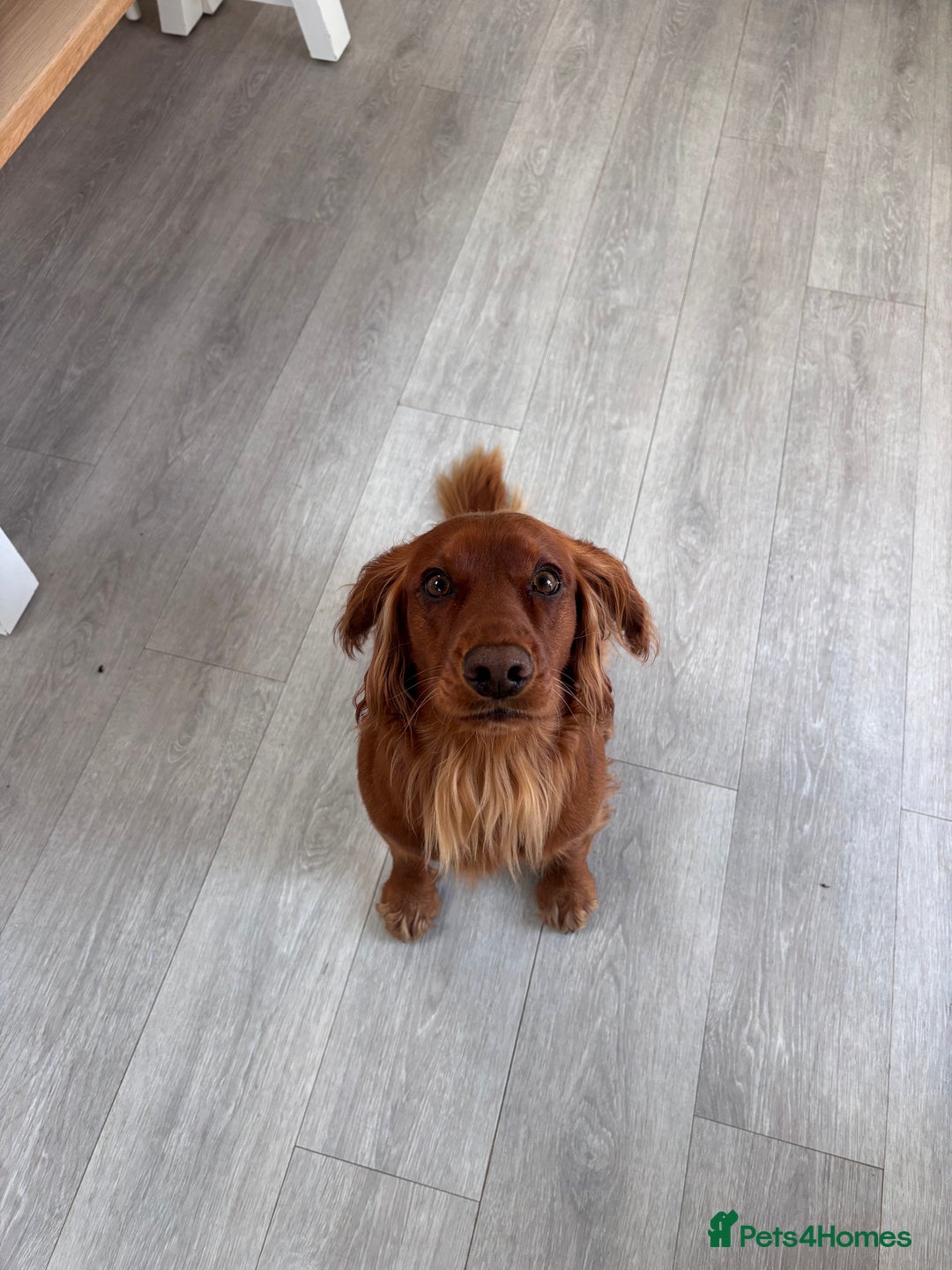 Cocker Spaniel dogs for stud: Working Red Cocker Spaniel Stud - Image 6