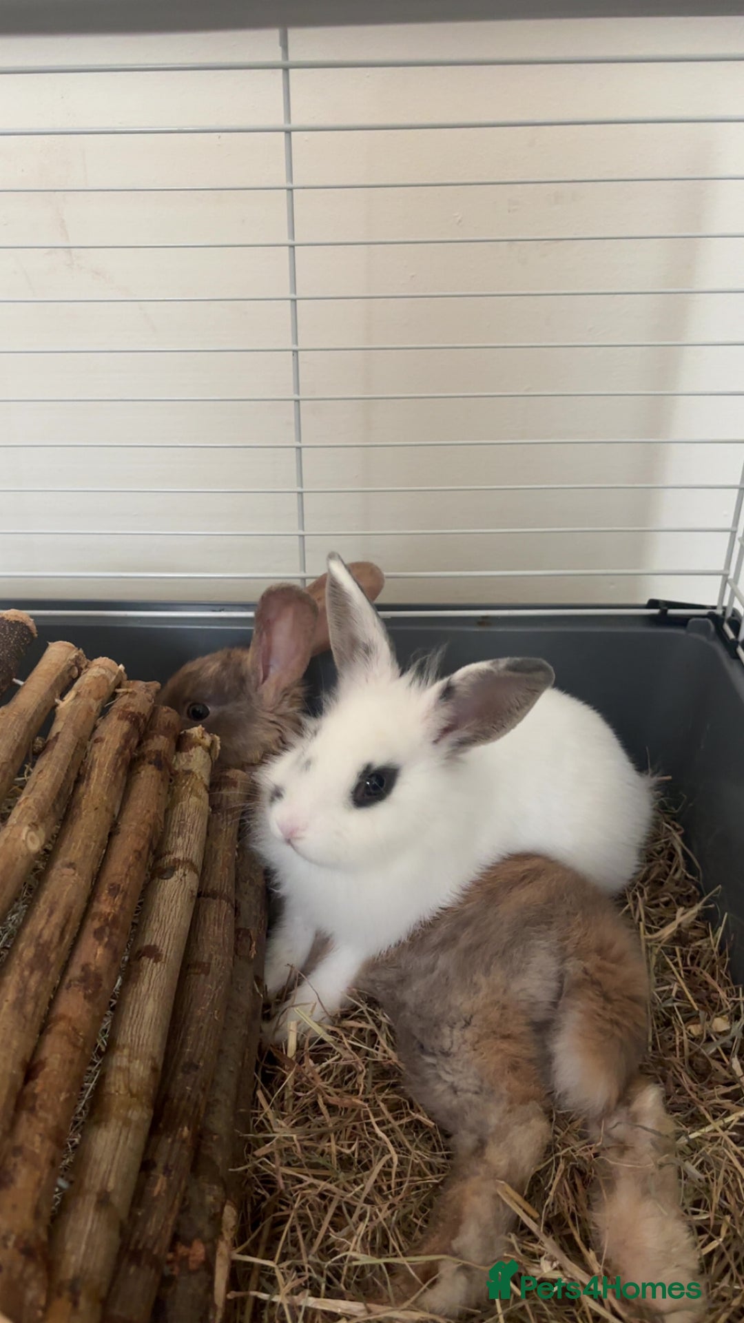 Beveren rabbits for sale: Babi and merl  - Image 1
