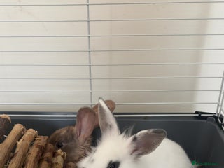 Beveren rabbits - Advert 23