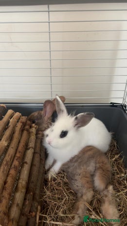 Beveren rabbits - Advert 2