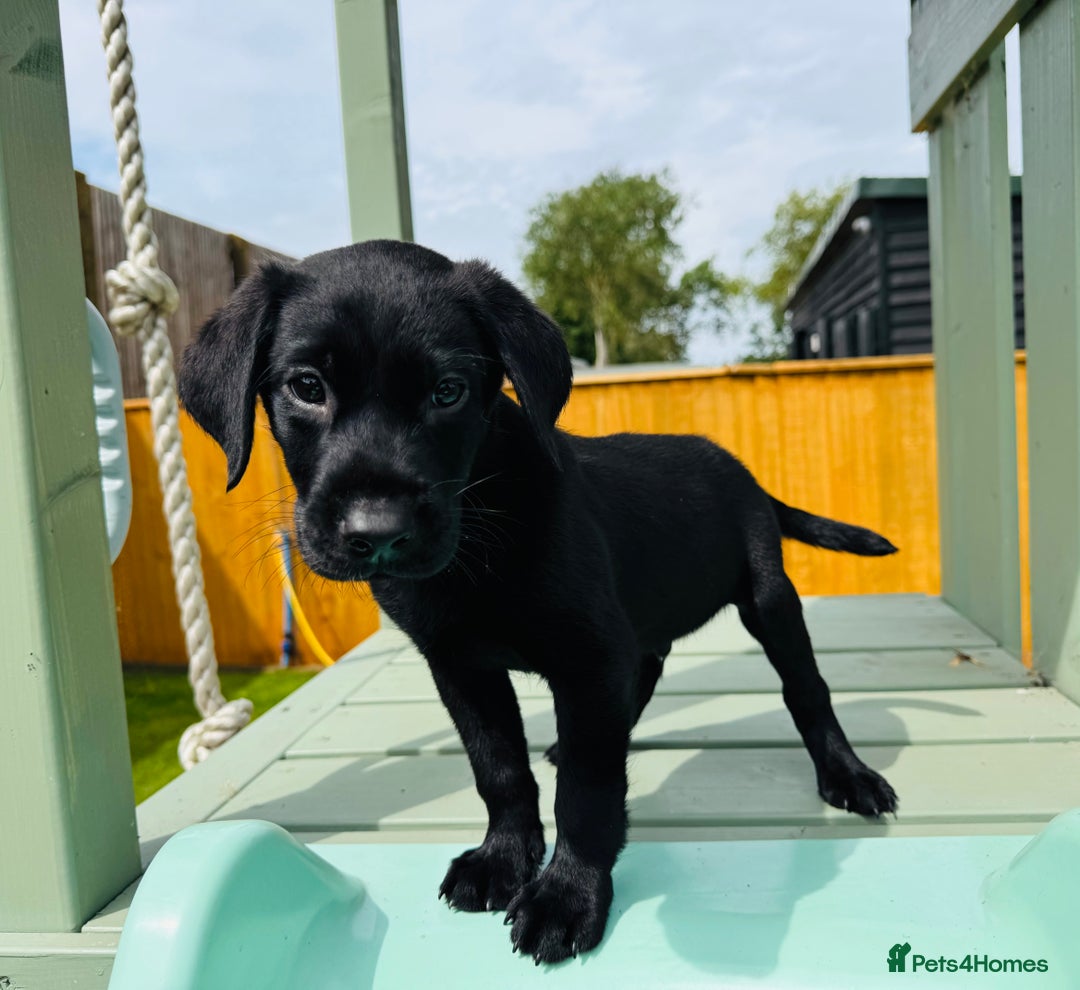 Labrador Retriever dogs for sale: KC Registered Labrador Babies 🐾🐾🐾 - Image 14