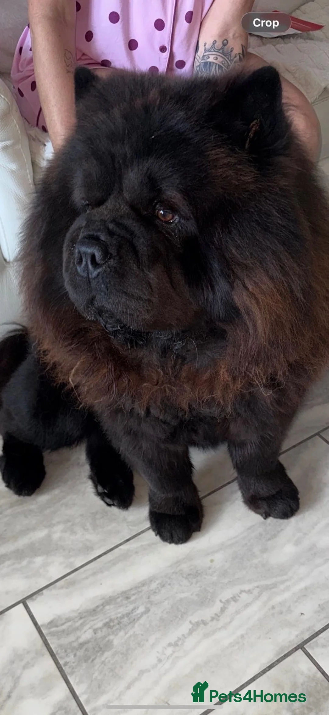 Chow Chow dogs for sale: Beautiful Male Chow Chow for Rehoming - Advert 6