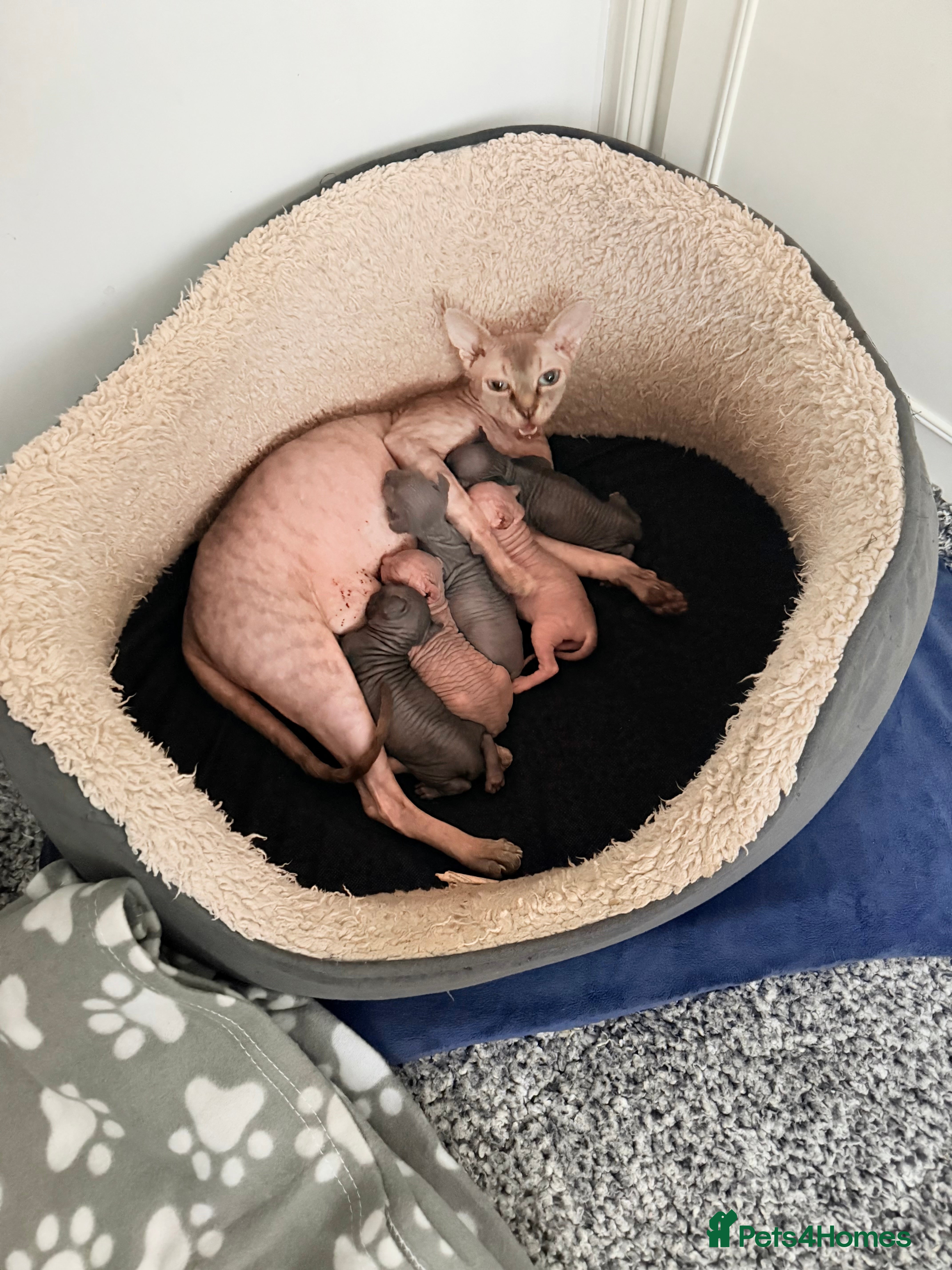 Sphynx cats TICA REGISTERED Sphynx Kittens for Sale - Advert 1