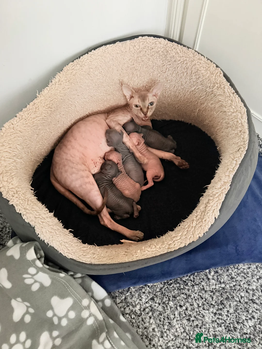 Sphynx cats for sale: TICA REGISTERED Sphynx Kittens for Sale - Advert 1