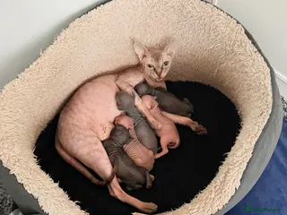Sphynx cats TICA REGISTERED Sphynx Kittens for Sale - Advert 1