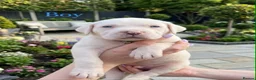 Cane Corso dogs for sale: Stunning Cane Corso Puppies for Sale - Advert 6