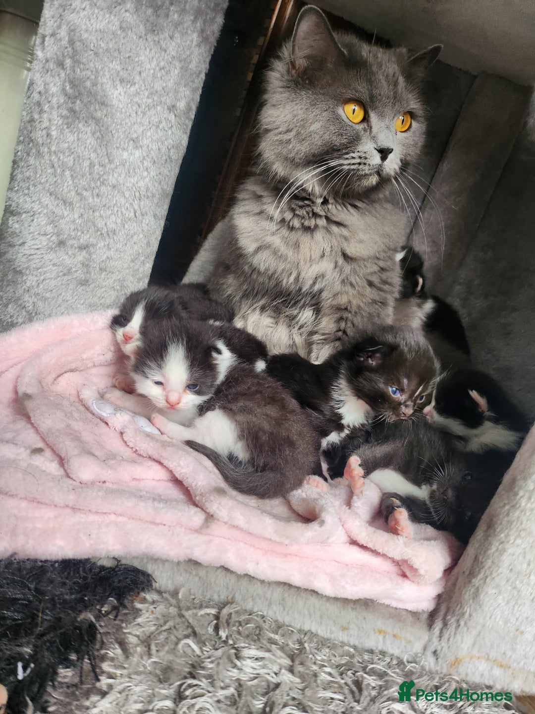 Persian cats for sale: Persian cross kittens - Image 7