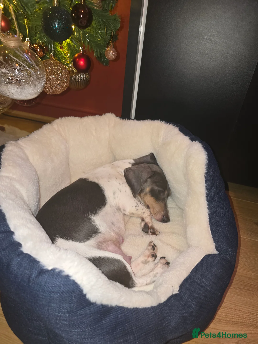 Miniature Dachshund dogs for sale: KC Miniature Shorthaired Dachshund! - Advert 4