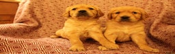 Golden Retriever dogs for sale: KC reg health tested dark golden retriever puppies - Advert 6