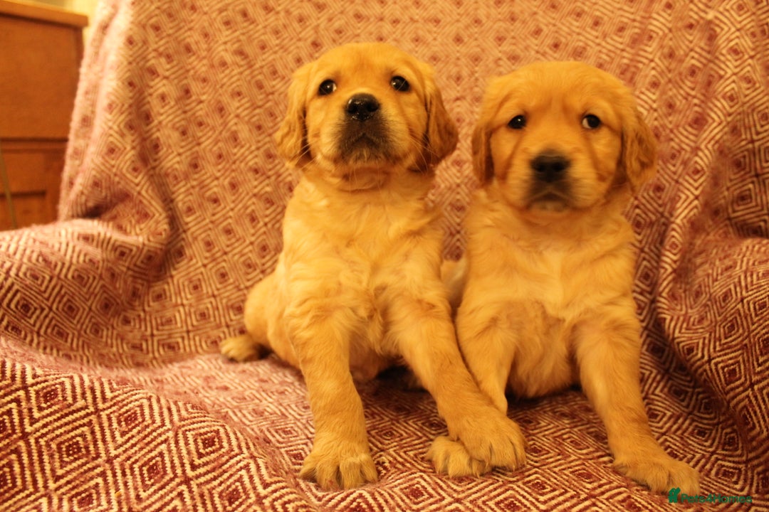 Golden Retriever dogs for sale: KC reg health tested dark golden retriever puppies - Advert 6
