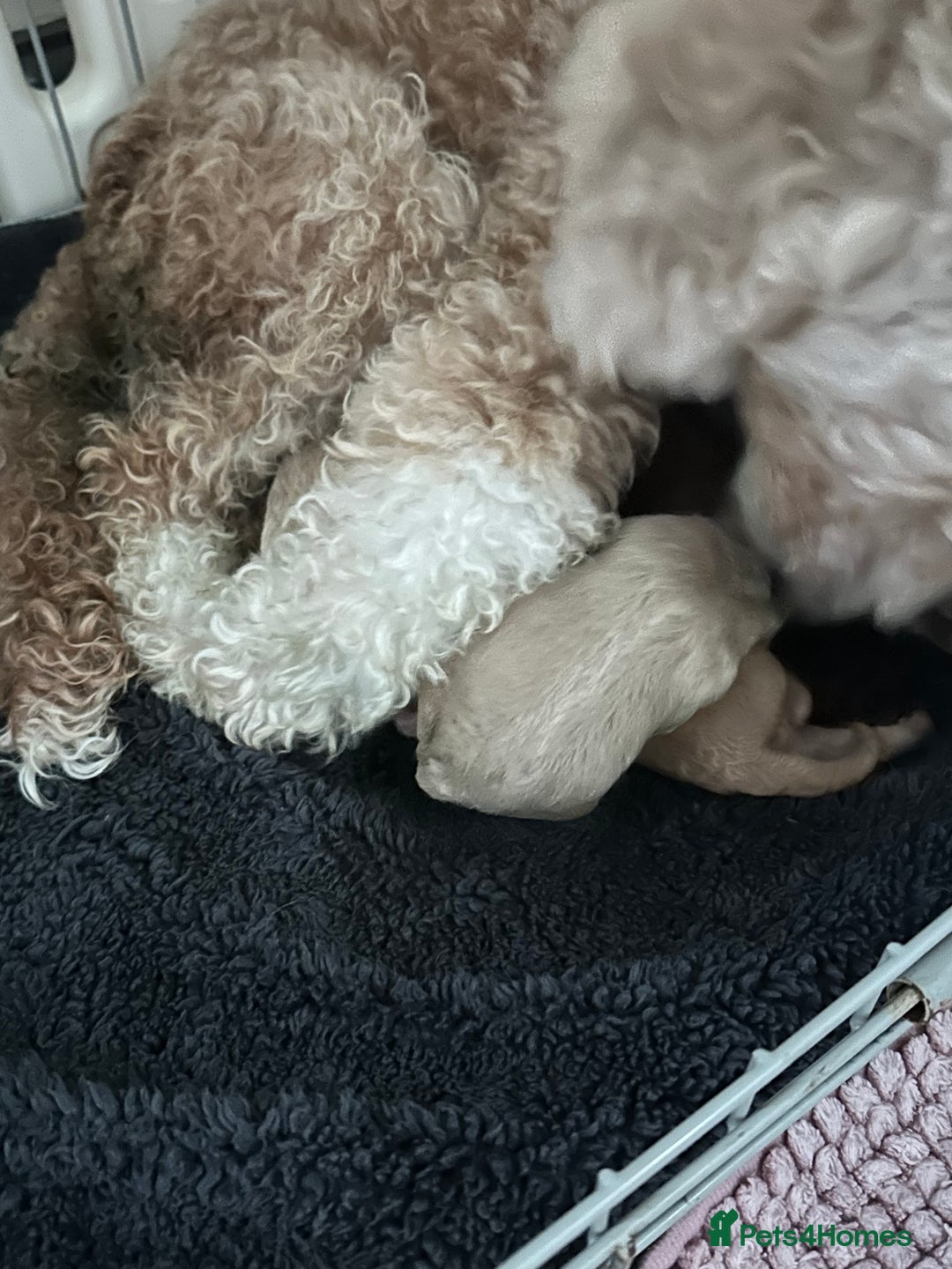 Toy Poodle dogs for stud: Our Little Mylo ready for stud duties ⭐️ - Advert 7