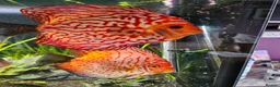 Discus fish for sale: Discus fish x 6 - Advert 6