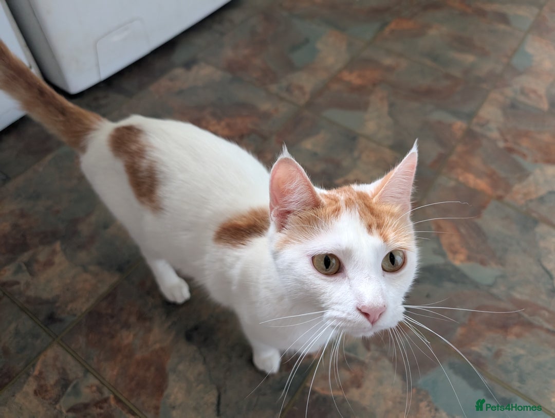 Mixed Breed cats for sale: Beautiful Kittens - Image 8