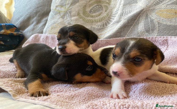 Jack Russell dogs - Advert 2