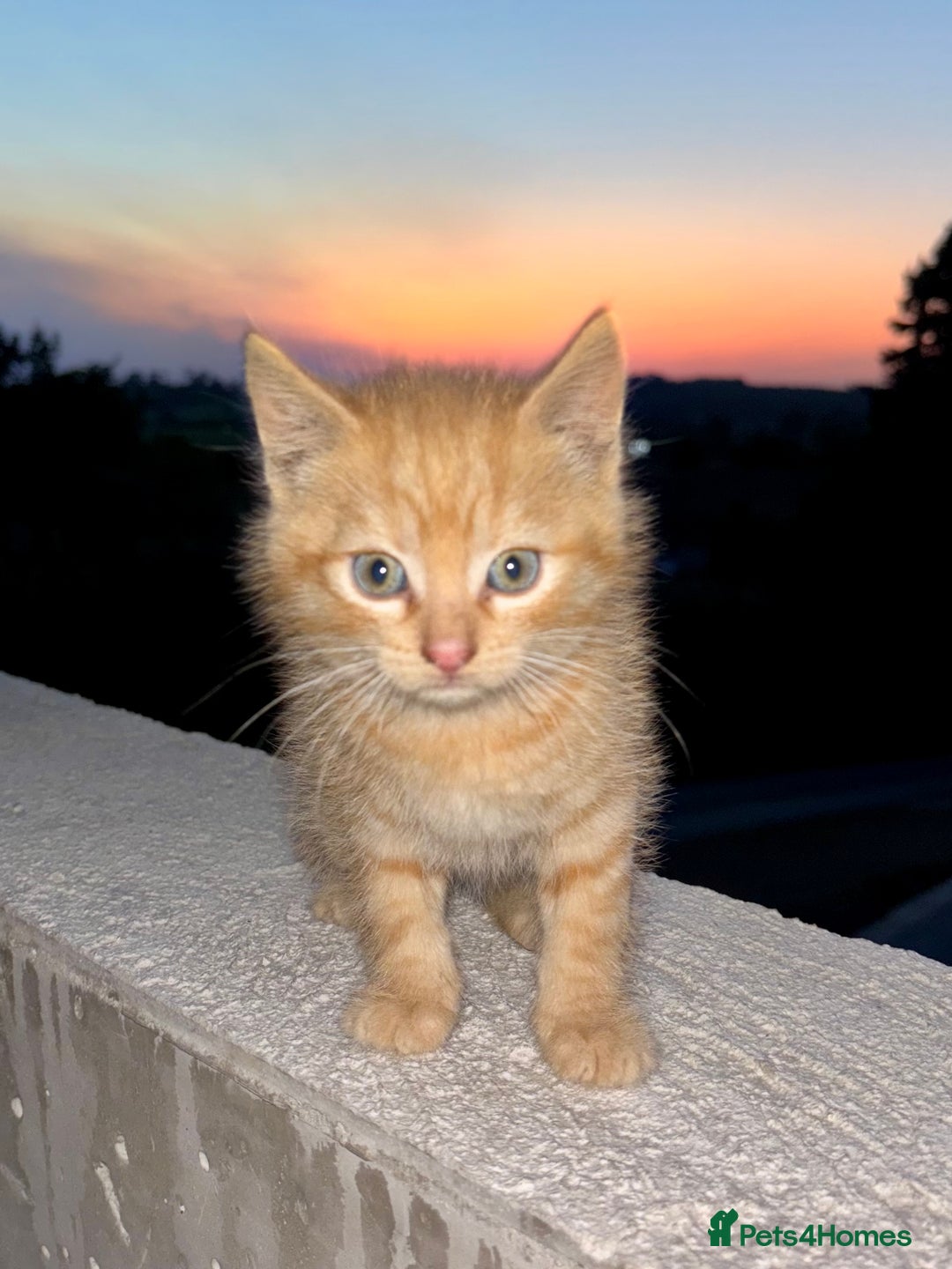 Mixed Breed cats for sale: Kittens ready to go - Image 3