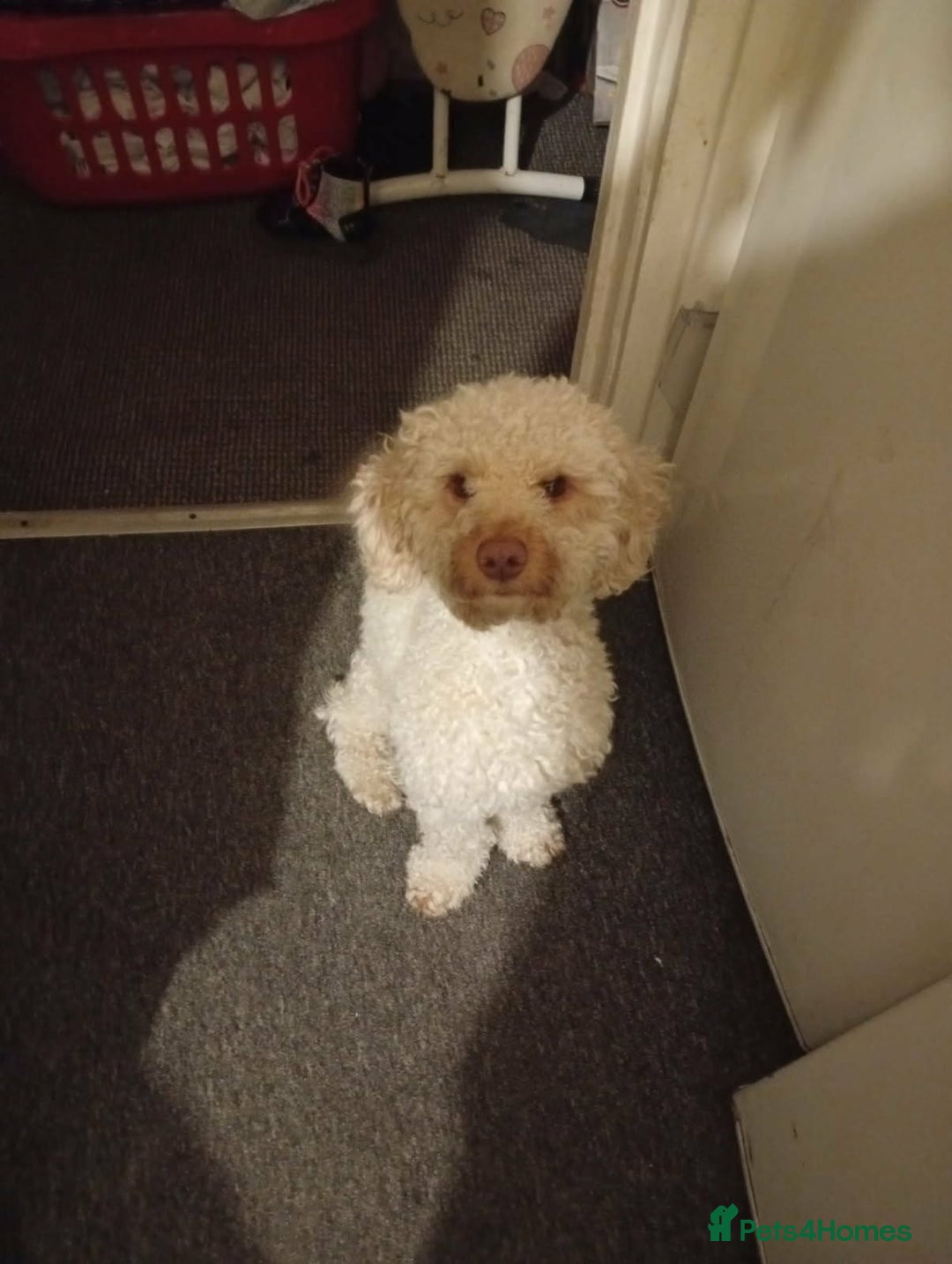 Cavapoochon dogs for sale: Elvis  - Advert 4