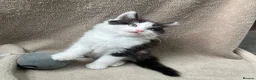 Mixed Breed cats for sale: Beautiful fluffy Russian blue mixed breed kitten - Advert 7