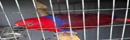 Parrots birds for sale: Beautiful female Eclectus parrot for sale - Advert 1