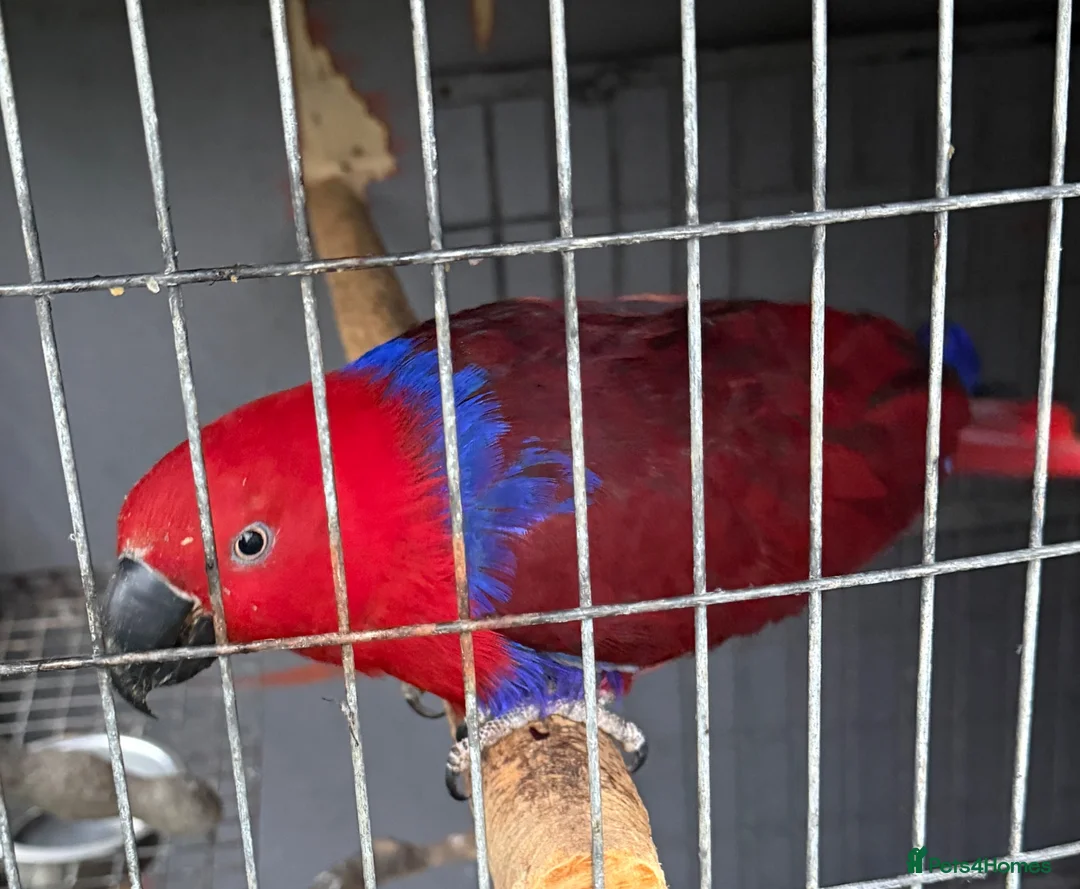 Parrots birds for sale: Beautiful female Eclectus parrot for sale - Advert 1