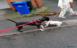 Mixed Breed dogs for adoption: 💙STEVIE-HANDSOME DALMATIAN CROSS BOY 💙 - Advert 12