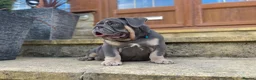 English Bulldog dogs for sale: English bulldogs blue tan fully suited boy & girl - Advert 25