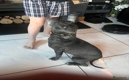 Staffordshire Bull Terrier dogs for sale: KC Reg Staffordshire Bull Terrier Puppy 5th Gen - Image 5