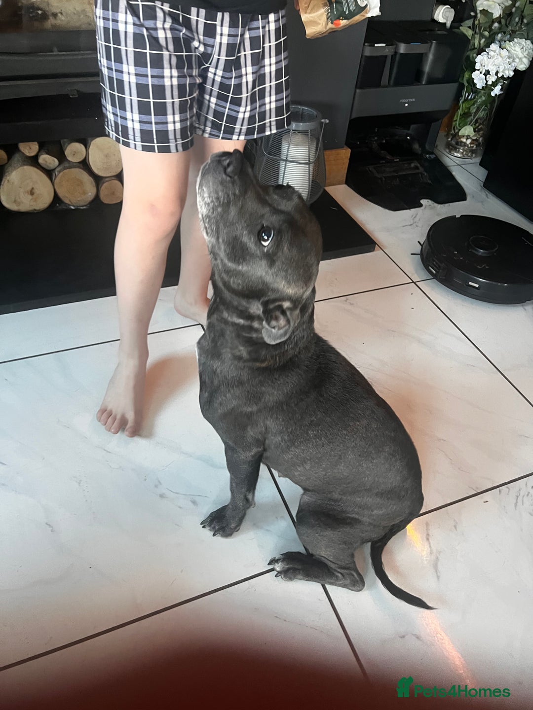 Staffordshire Bull Terrier dogs for sale: KC Reg Staffordshire Bull Terrier Puppy 5th Gen - Image 5