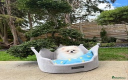 Pomeranian dogs for sale: Pomeranian Last Boy - Image 4