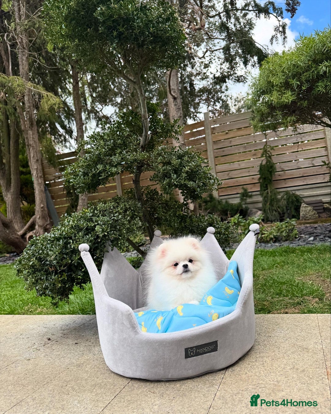 Pomeranian dogs for sale: Pomeranian Last Boy - Image 4