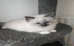 Ragdoll cats for stud: GCCF Active Register Seal Point Awesome Ragdoll in Luton - Image 22