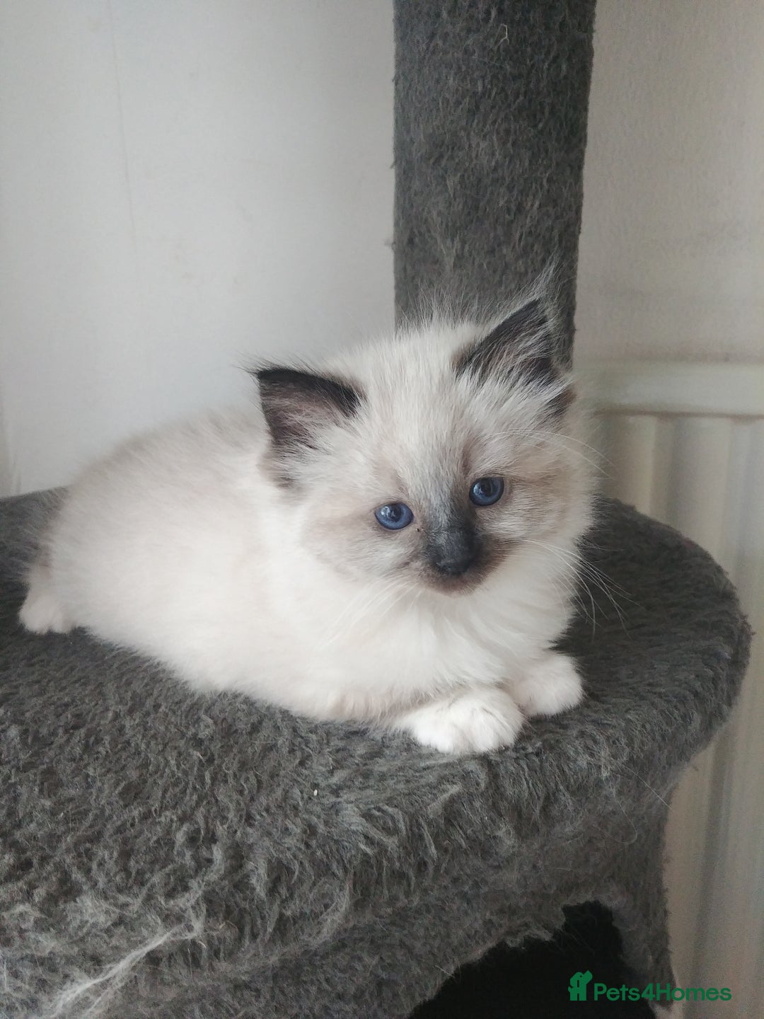Ragdoll cats for stud: GCCF Active Register Seal Point Awesome Ragdoll in Luton - Image 22