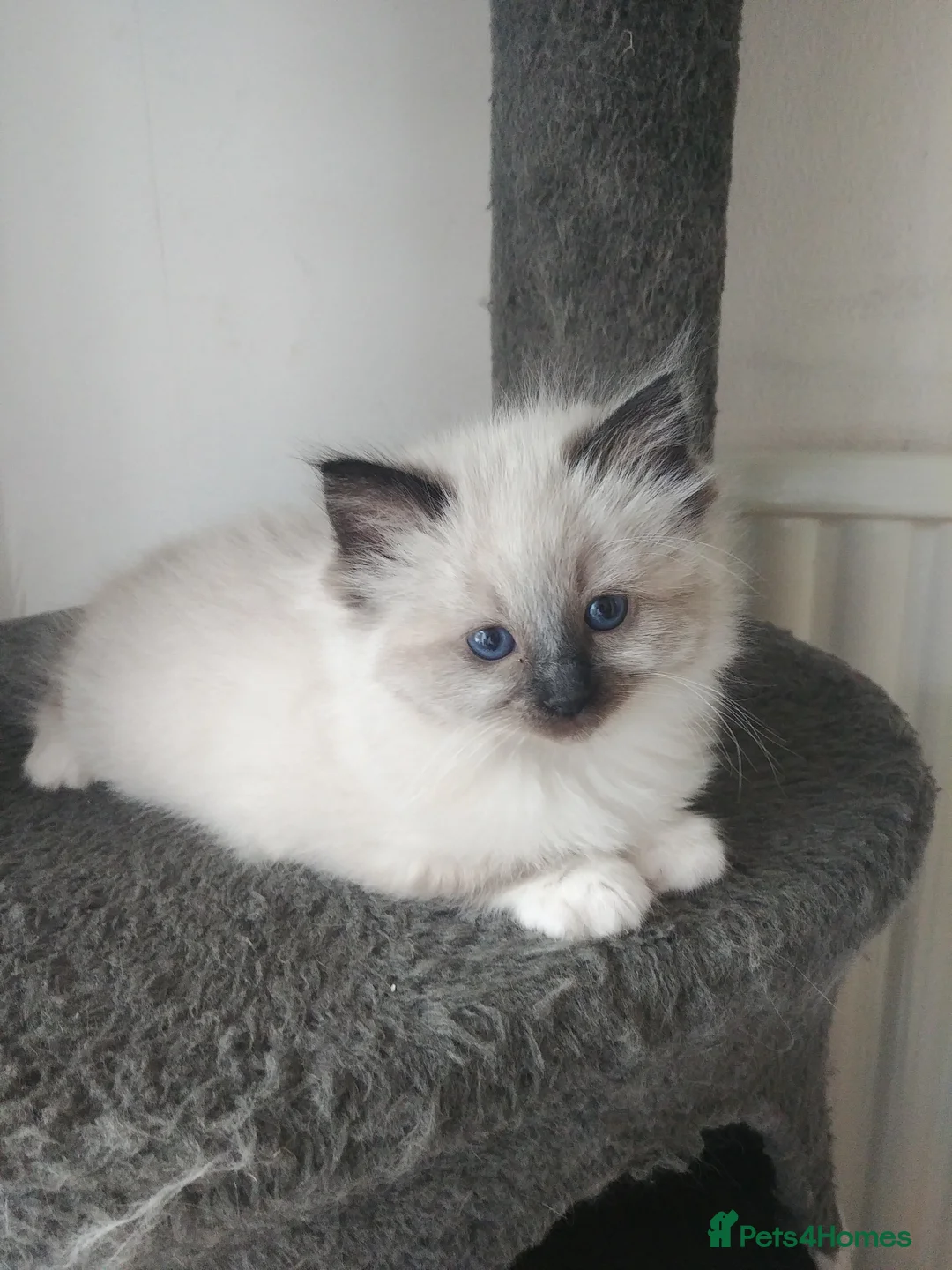 Ragdoll cats for stud: GCCF Active Register Seal Point Awesome Ragdoll in Luton - Advert 22