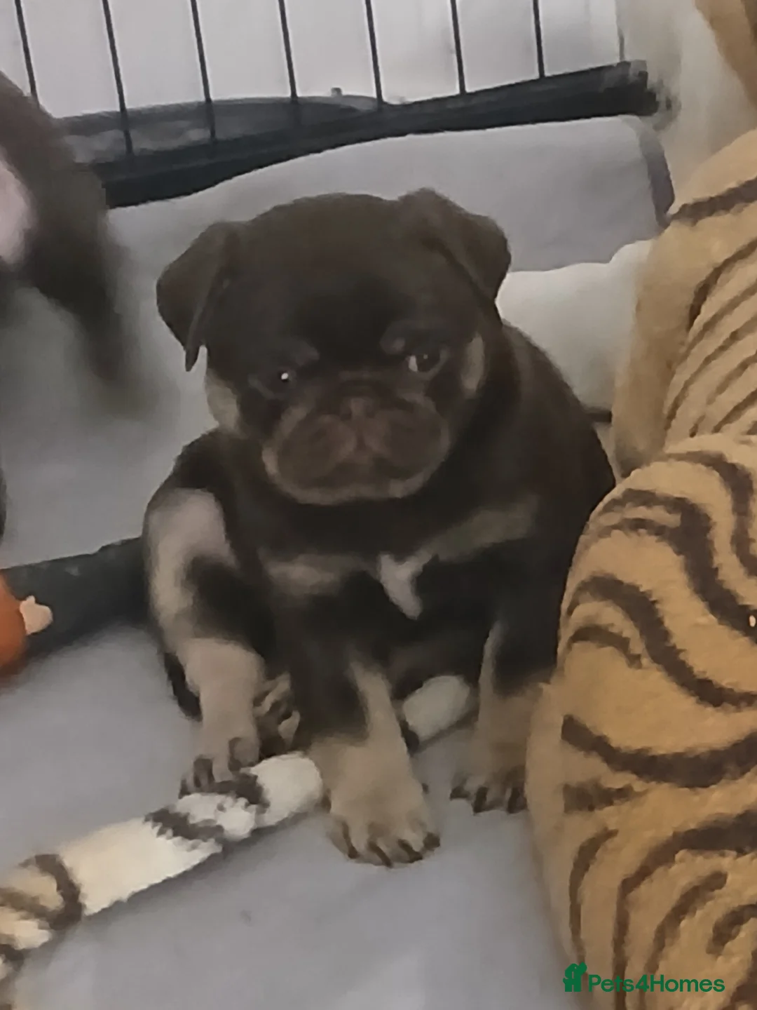 Pug dogs for sale: Chocolate kc registered pug puppies - Advert 5