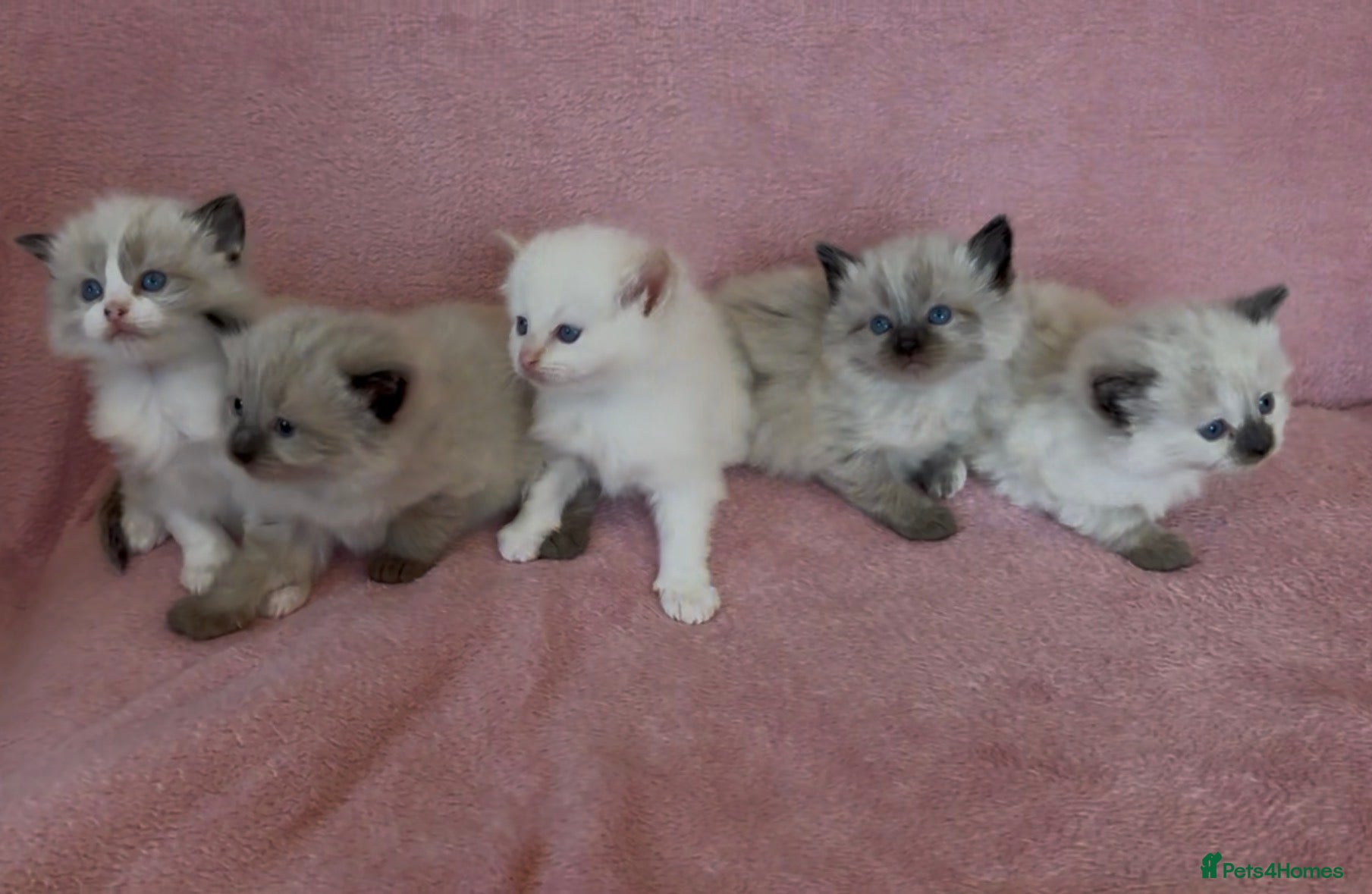 Ragdoll cats Ragdoll x Siamese Gorgeous kittens 3 Girls 2 Boys - Advert 2