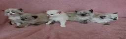 Ragdoll cats for sale: Ragdoll x Siamese Gorgeous kittens 3 Girls 2 Boys - Advert 2