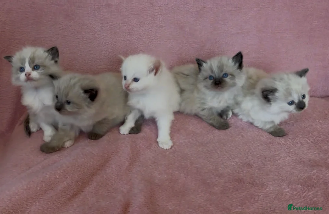Ragdoll cats for sale: Ragdoll x Siamese Gorgeous kittens 3 Girls 2 Boys - Advert 2