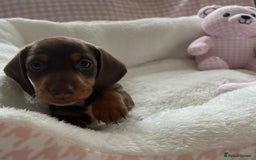 Miniature Dachshund dogs for sale: Miniature Dachshund  - Image 30