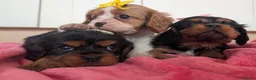 Cavalier King Charles Spaniel dogs for sale: Cavalier puppies  in Newport-on-Tay - Advert 4