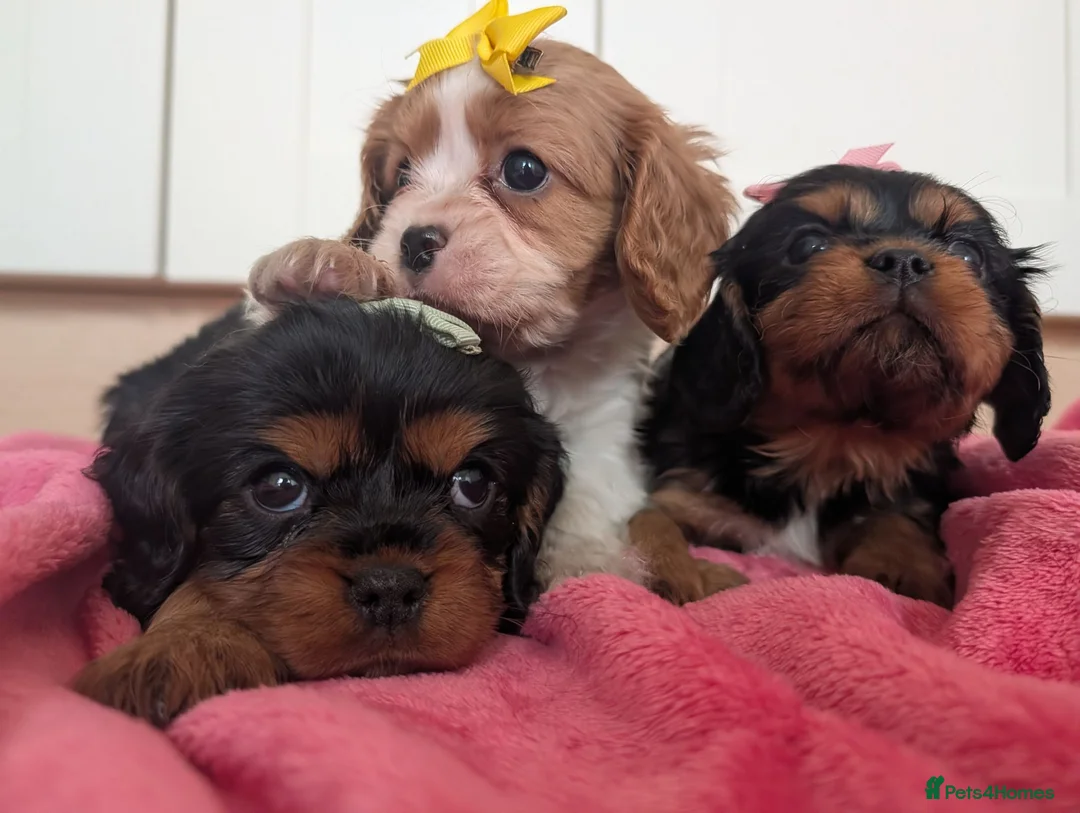 Cavalier King Charles Spaniel dogs for sale: Cavalier puppies  in Newport-on-Tay - Advert 4