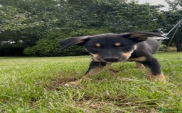 Mixed Breed dogs for sale: 5 collie cross kelpie pups  - Image 6
