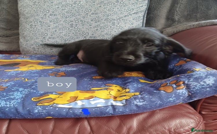 Doxiepoo dogs - Advert 1