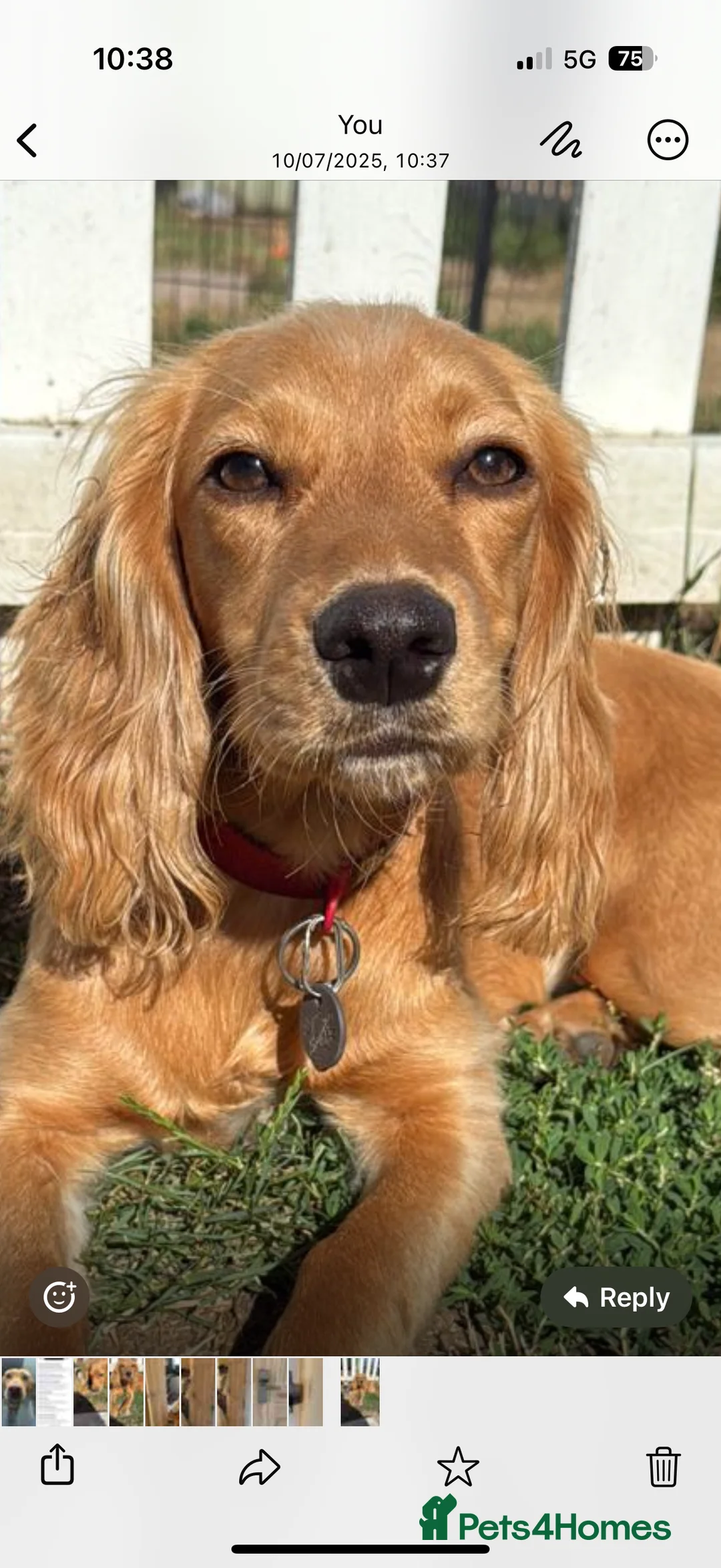 Cocker Spaniel dogs for sale: Loving Cocker Spaniel  - Advert 6