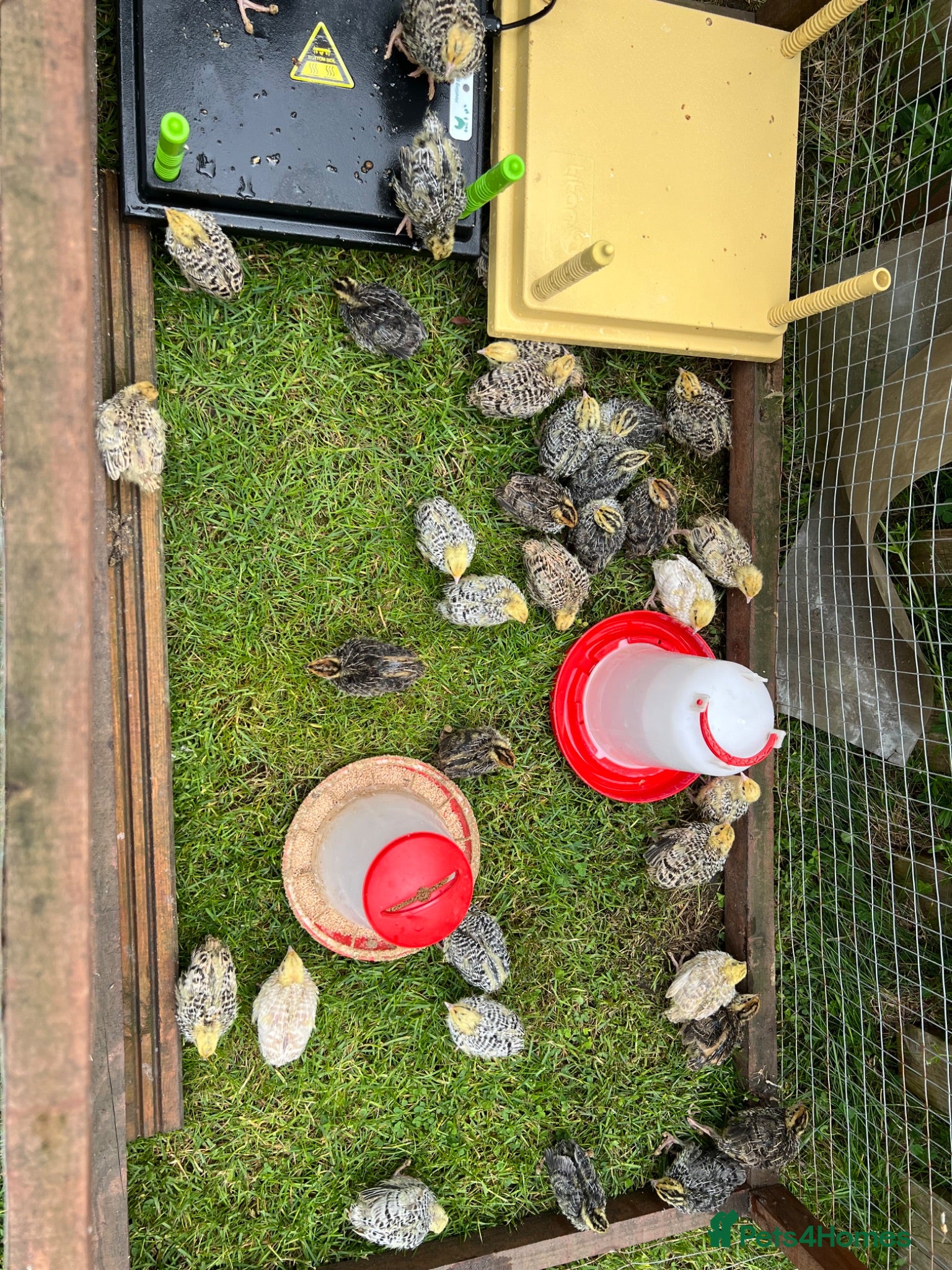 Quail poultry Jumbo Coturnix Quail  - Advert 2