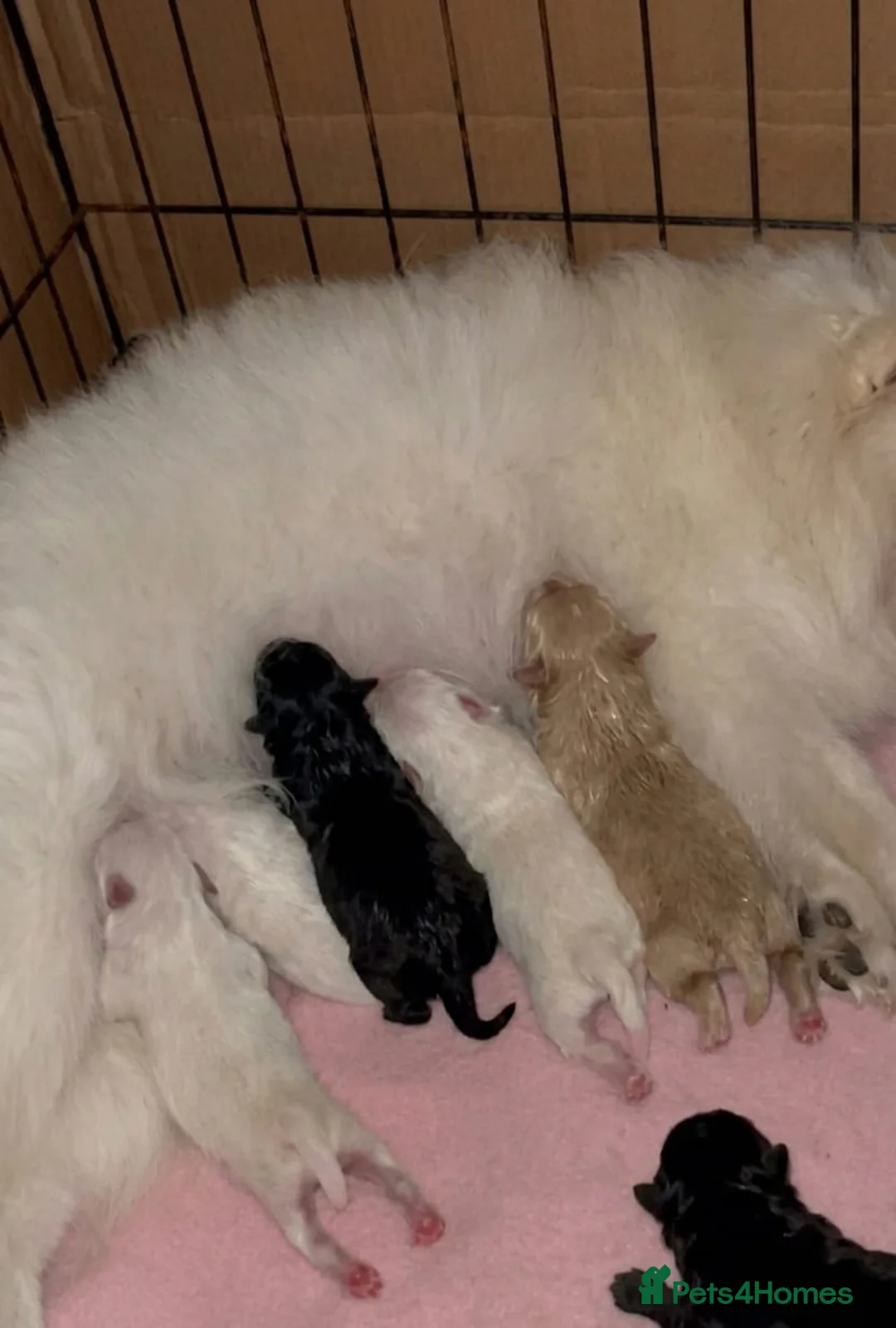 Pomeranian dogs for sale: Pomeranian puppies  in Dagenham - Advert 9