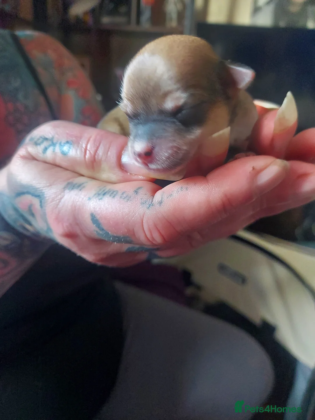 Chihuahua dogs for sale: Chihuahua puppies  in Willenhall - Advert 2